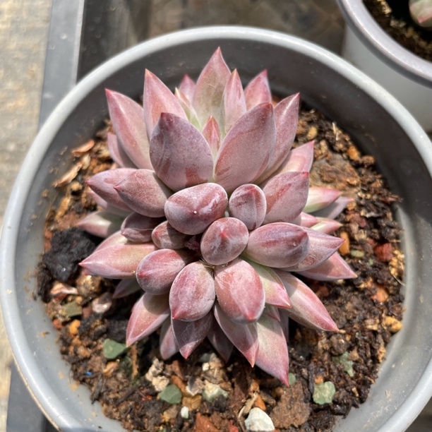 万花筒 美人系多肉植物小苗
