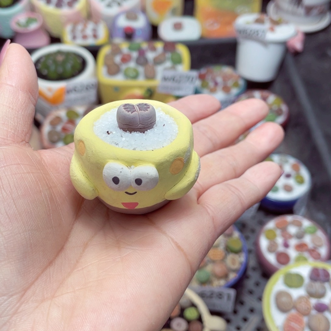 w6288 -零下地区拍保温箱-15支持寄养