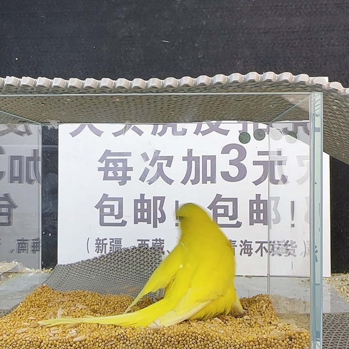 勇***前虎皮鹦鹉大头鹦鹉