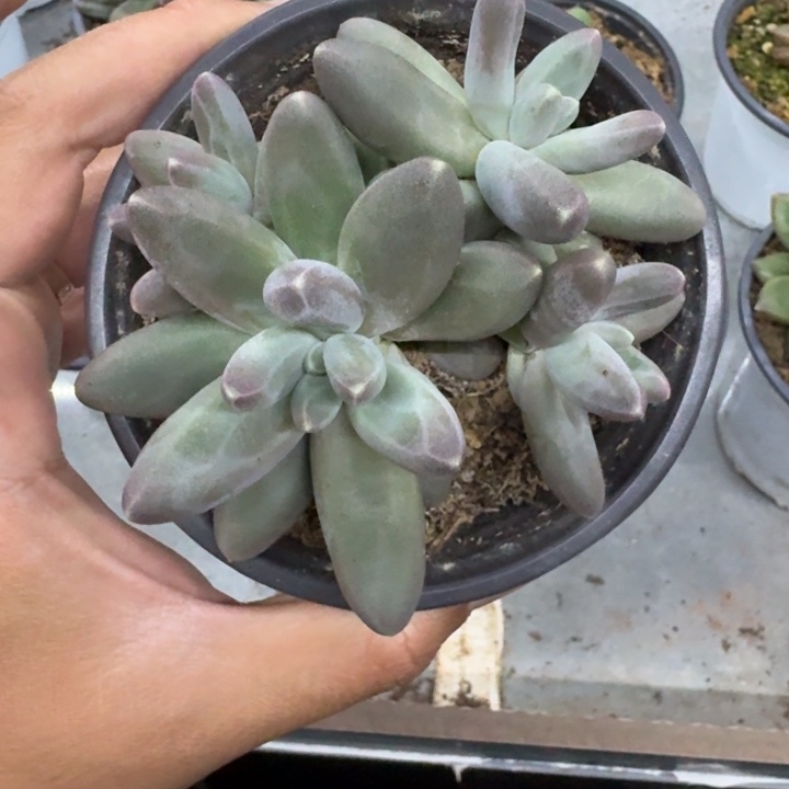 美人杂交 一物一拍