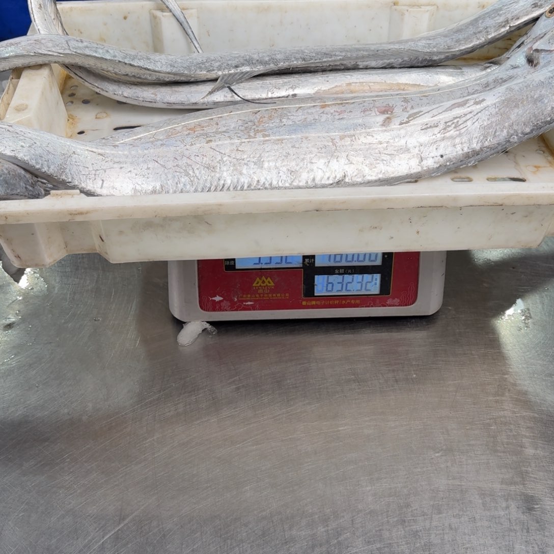 否***来中国大陆雷达网有带 3.95公斤 4条