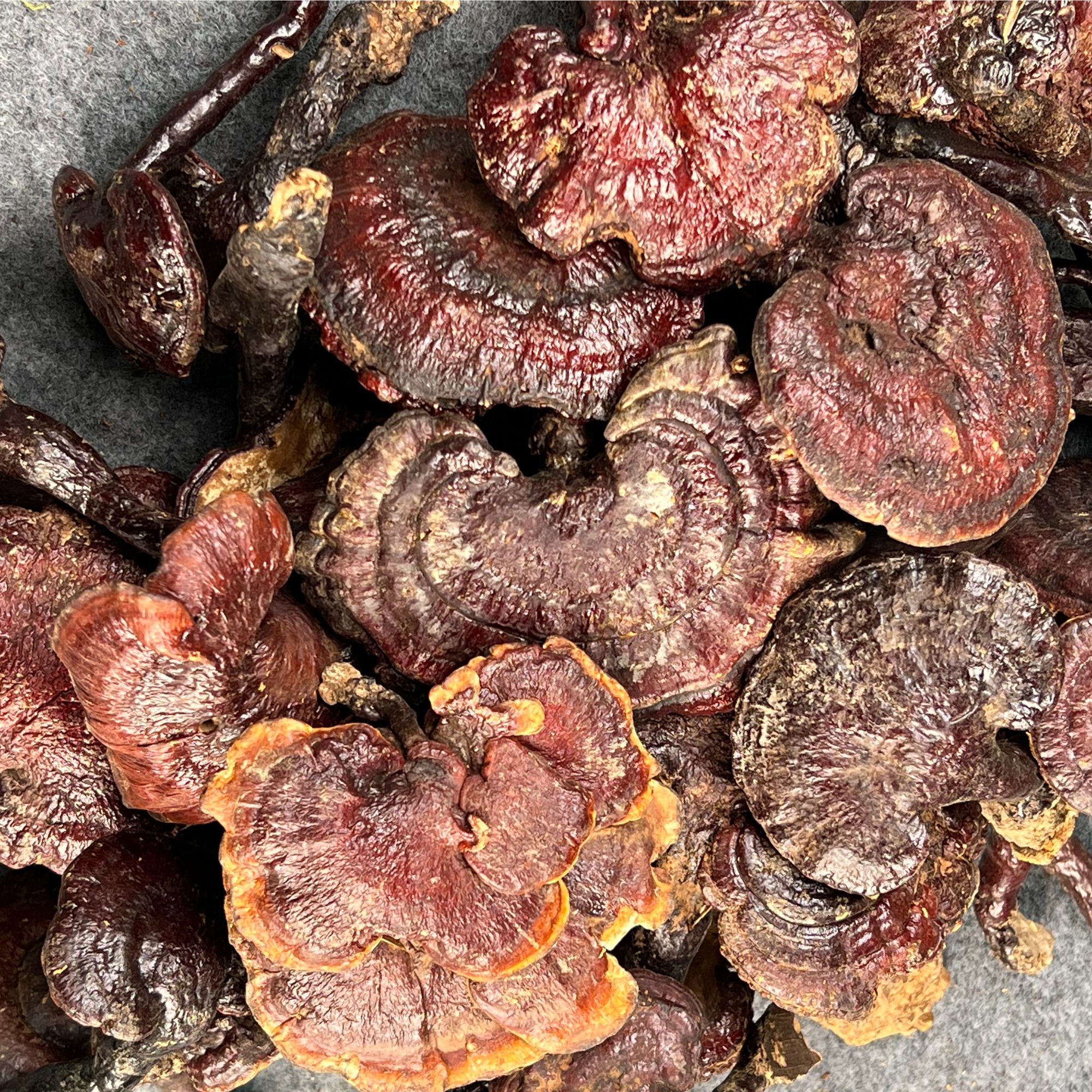 众恩健贵州野生红灵芝