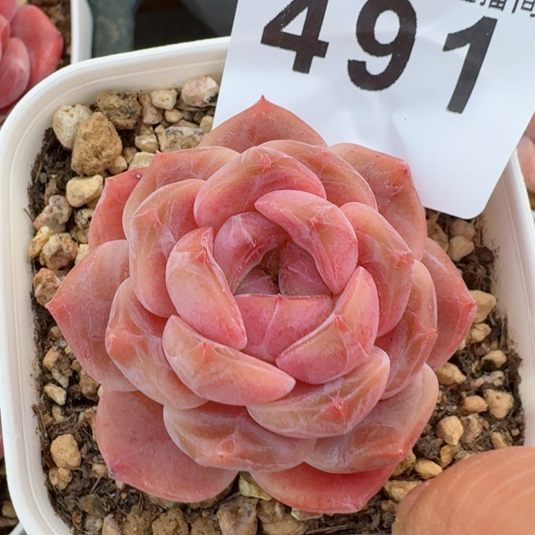 冰魄         多肉植物