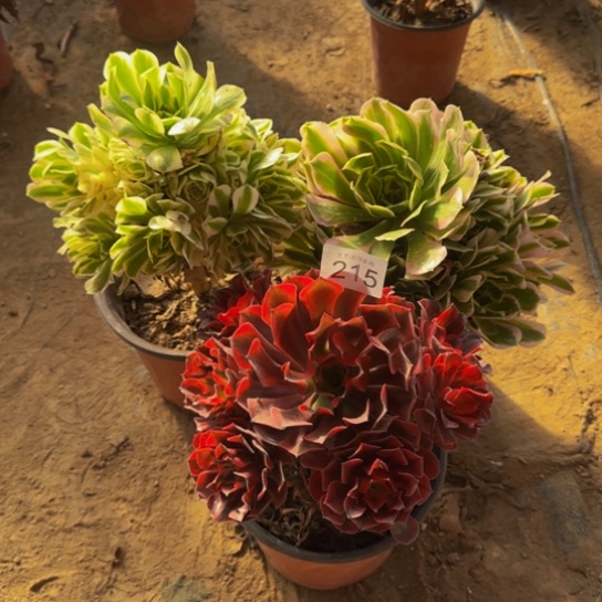 米***阳法师3棵4号棚215多肉植物