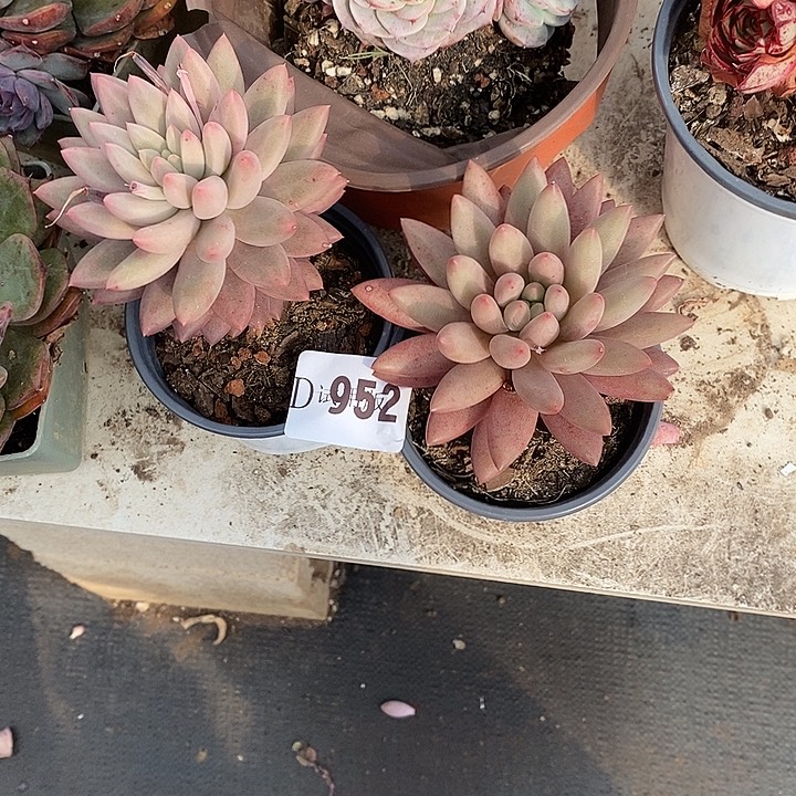 落***秋952虞美人多肉2颗