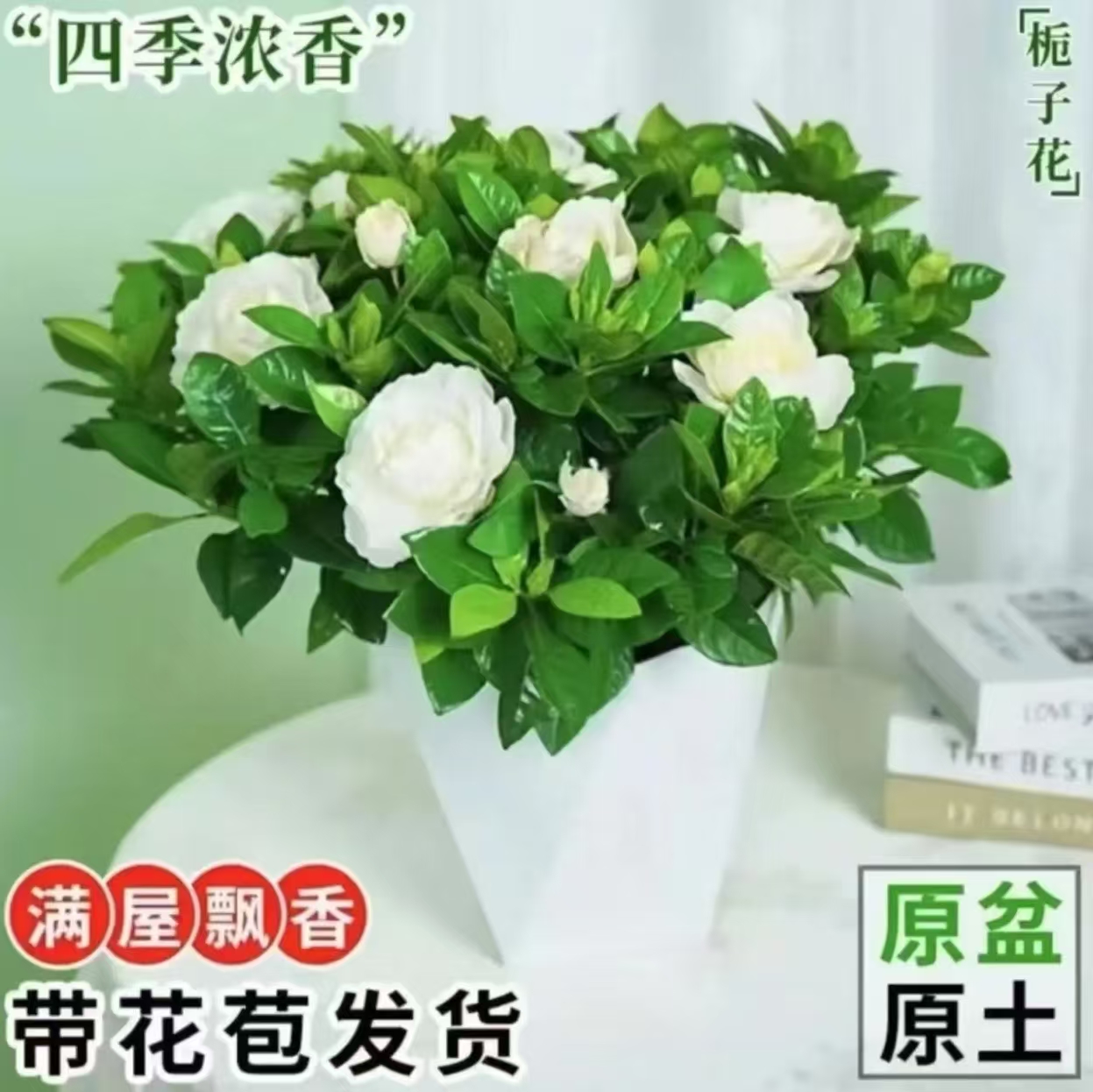 栀子花盆栽花卉植物室内带花苞阳台水培绿植浓香型大树苗四季好养