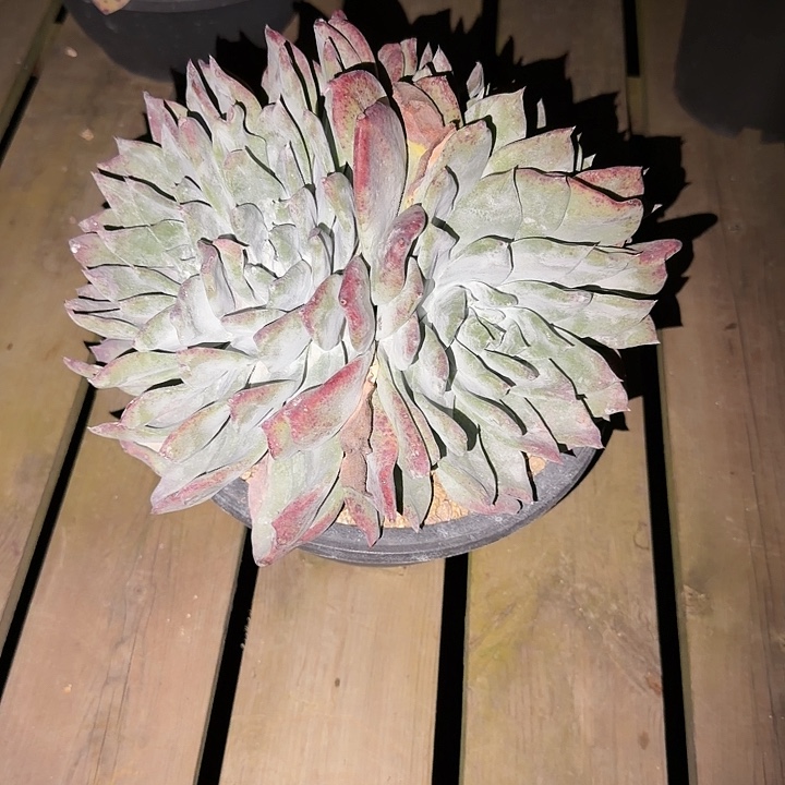 跃***乐牡丹苹果叶仙女杯