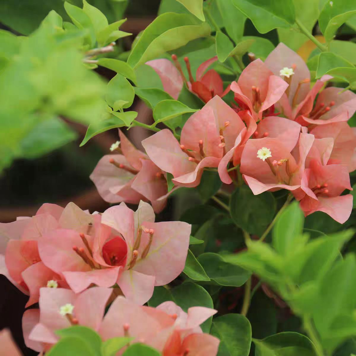 【日落】三角梅盆栽爬藤植物四季开花基地绿植原土原土带花发