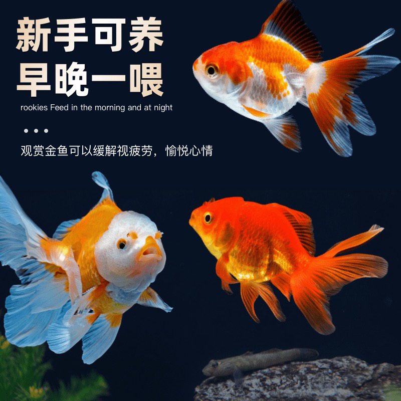 【福利国粹金鱼】4-6厘米11条红国狮丹顶龙睛金鱼冷水观赏金鱼包邮