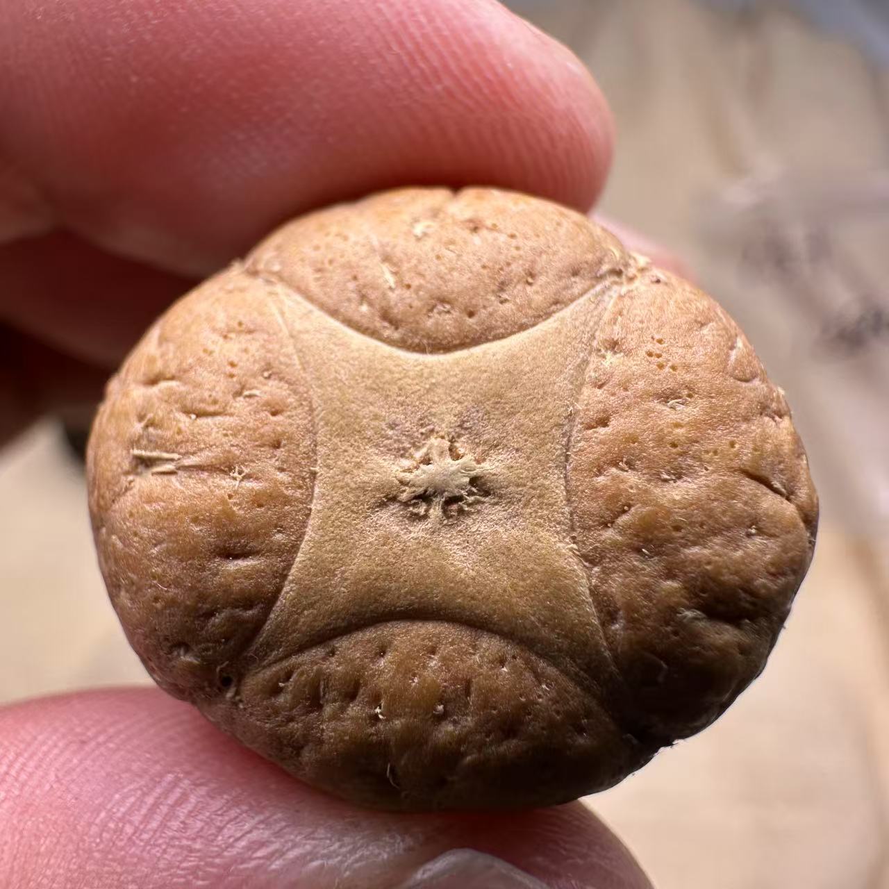 尼泊尔麒麟眼菩提，尺寸25，sss系列，货号S5