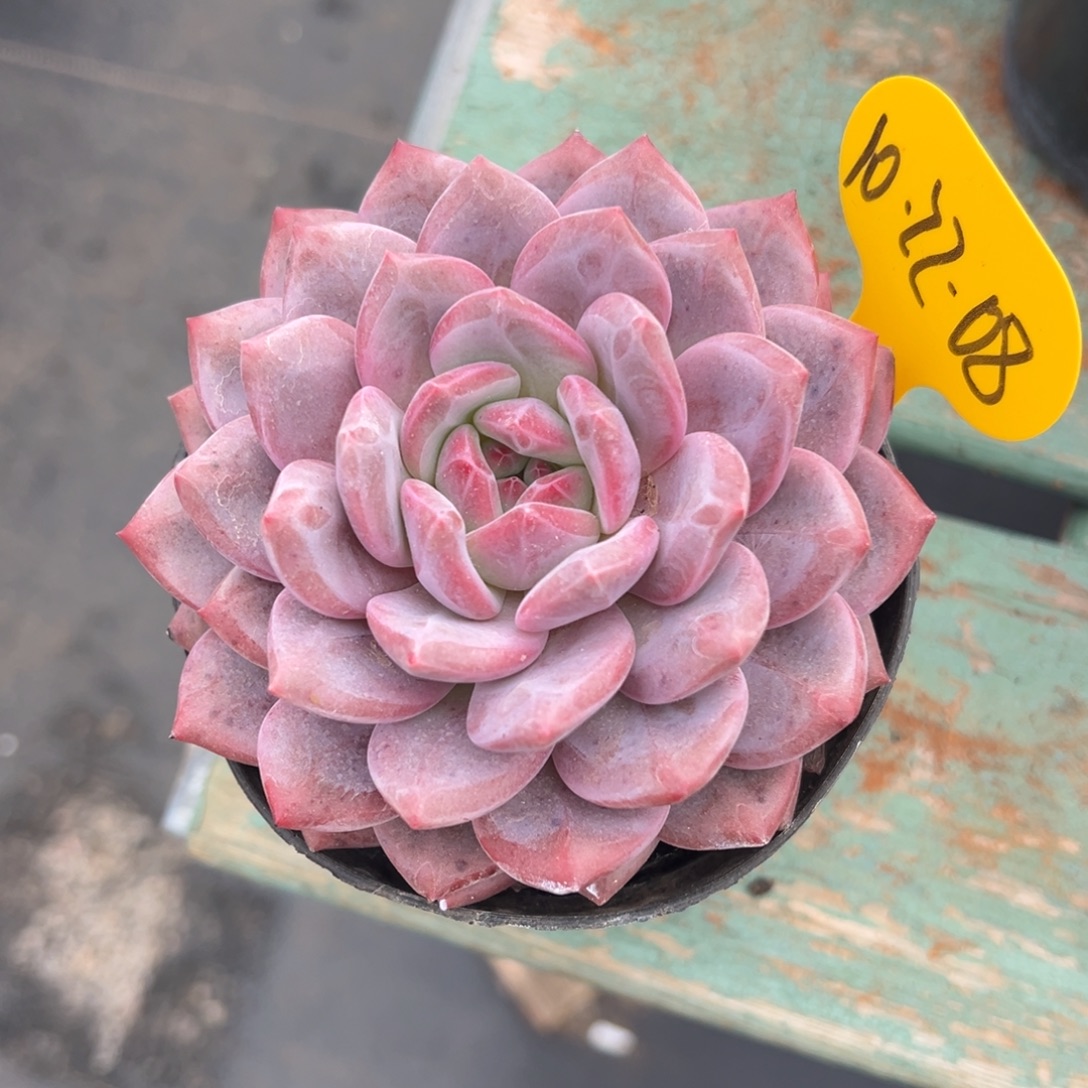 10-22-08爱丽儿多肉植物