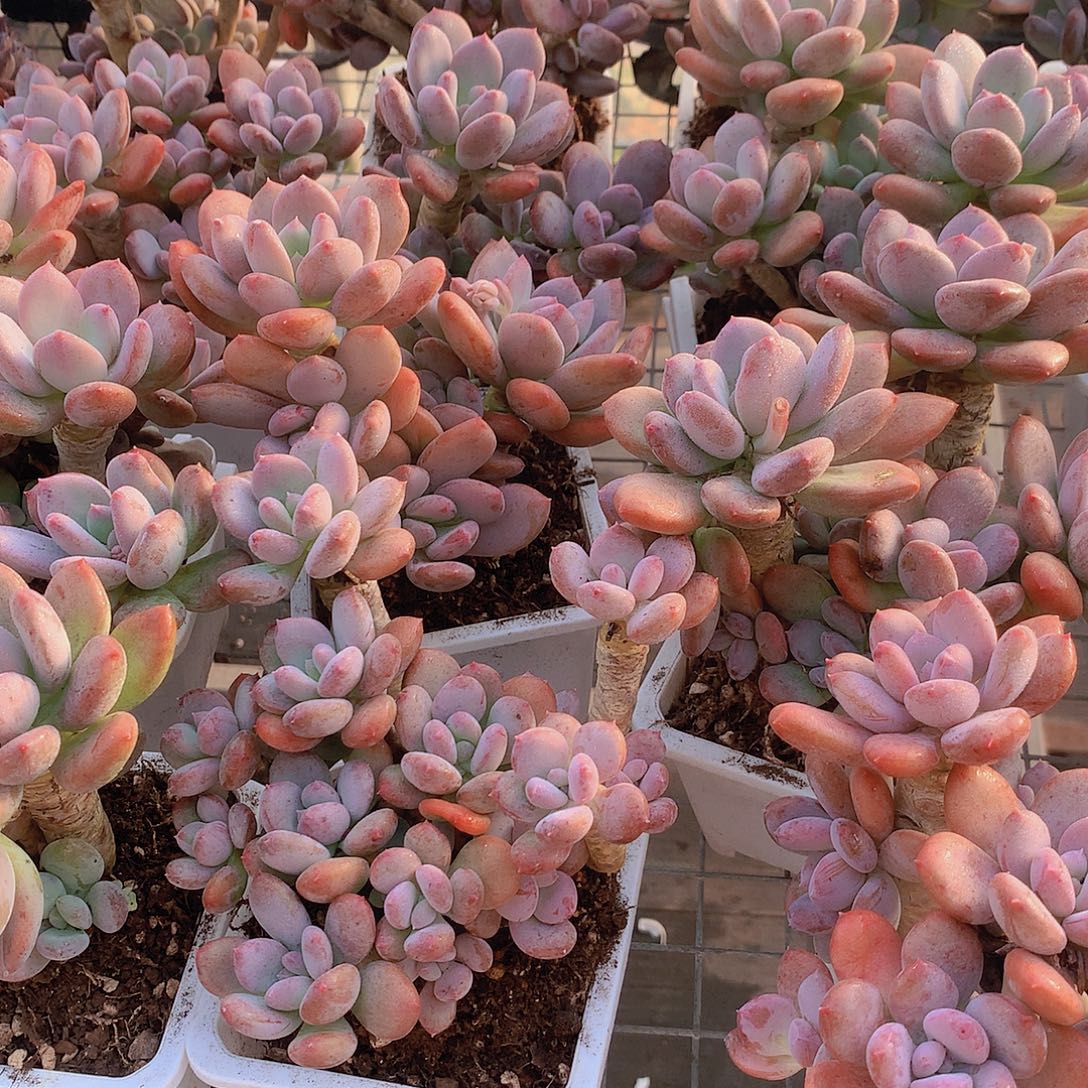 老庄灰姑娘445677899000