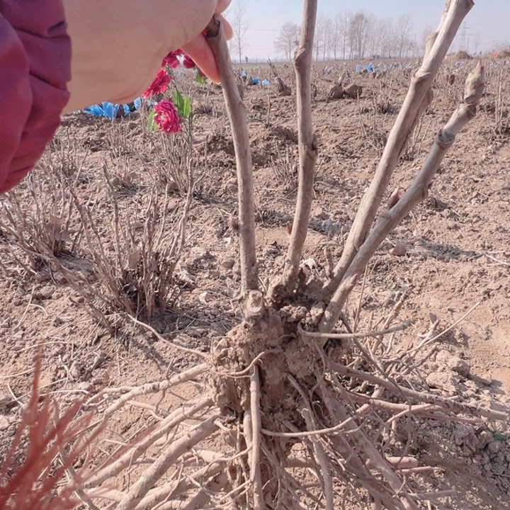 当前无花栽培后可以开花新七福神