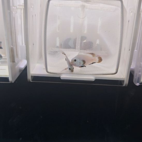 海水鱼白金礼服一对