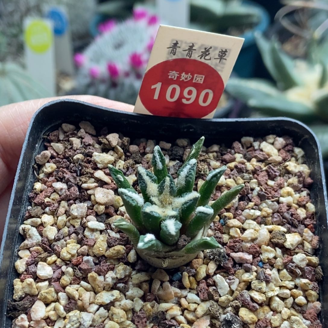 实生黑牡丹2.8cm一棵仙人球
