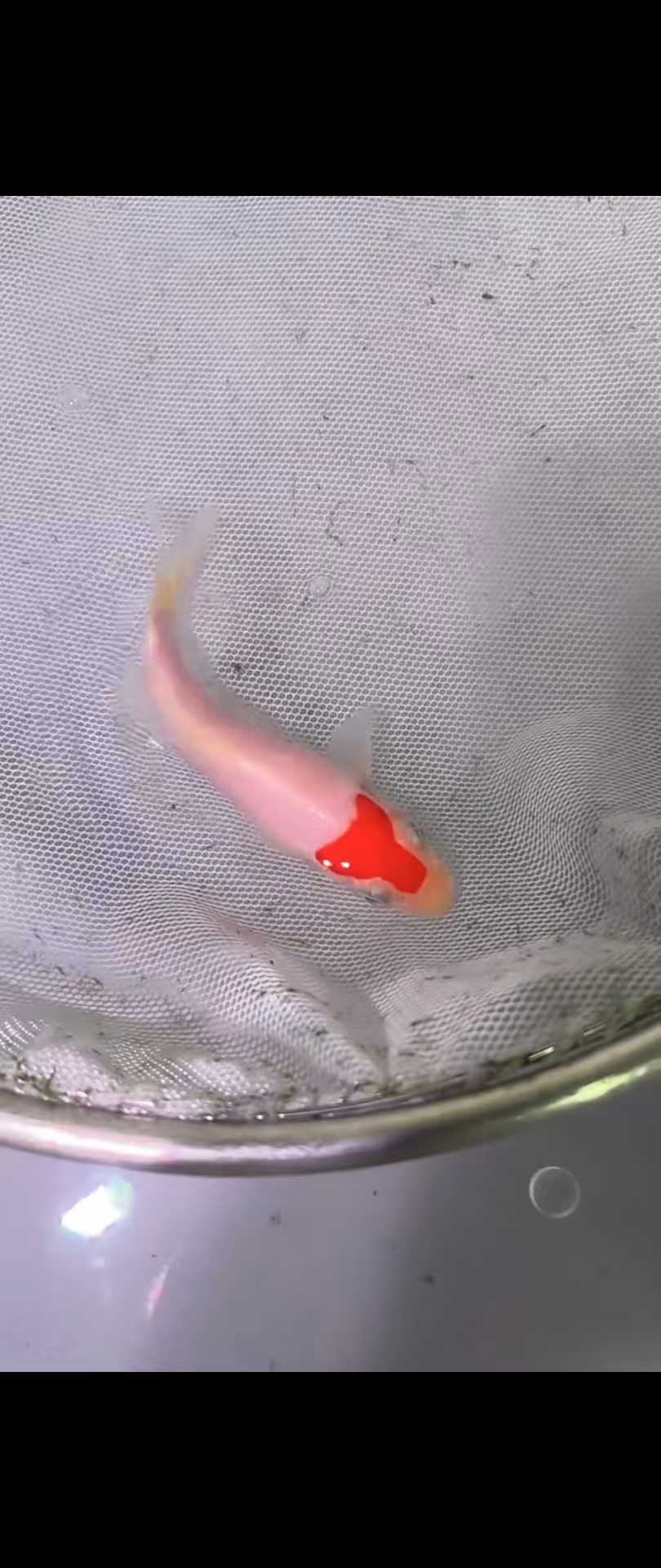 多摩龙血统精品留养级锦鲤