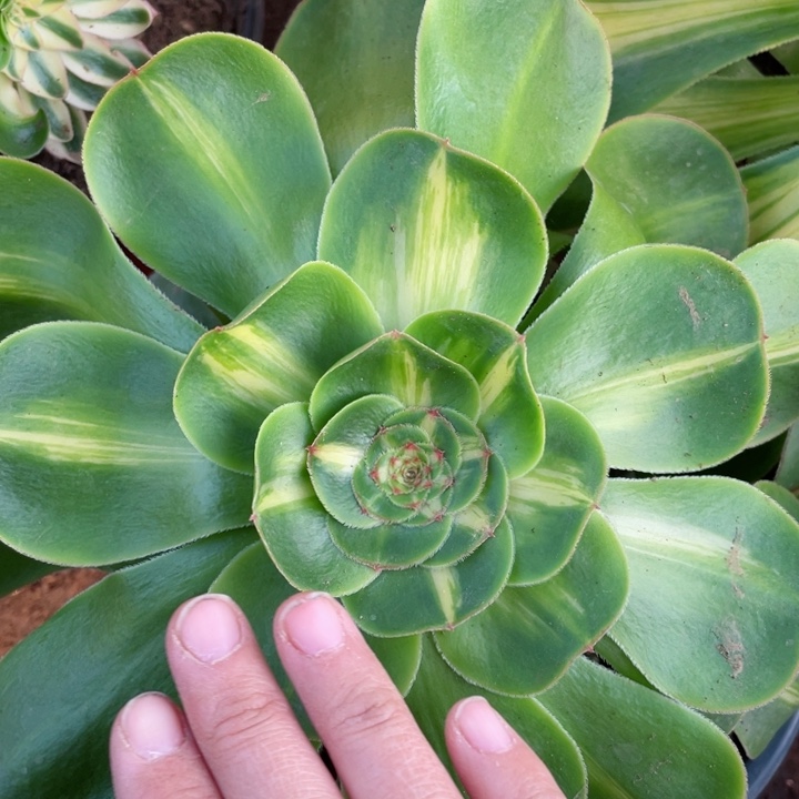 183暴君多肉1，12345678