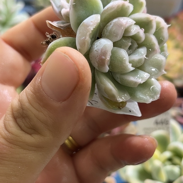 672冰边锦辛普森群生