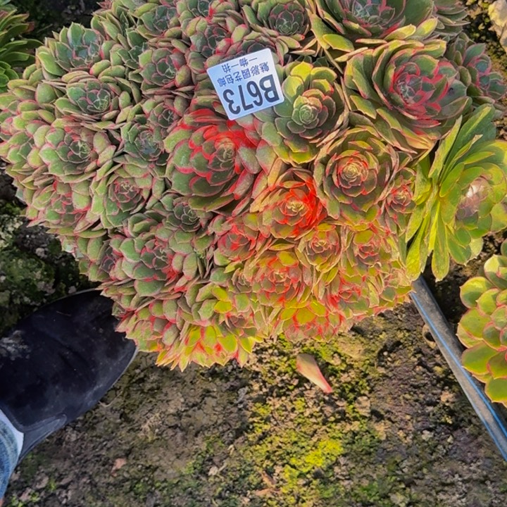 荷***田粉花妖花25-40包邮花花