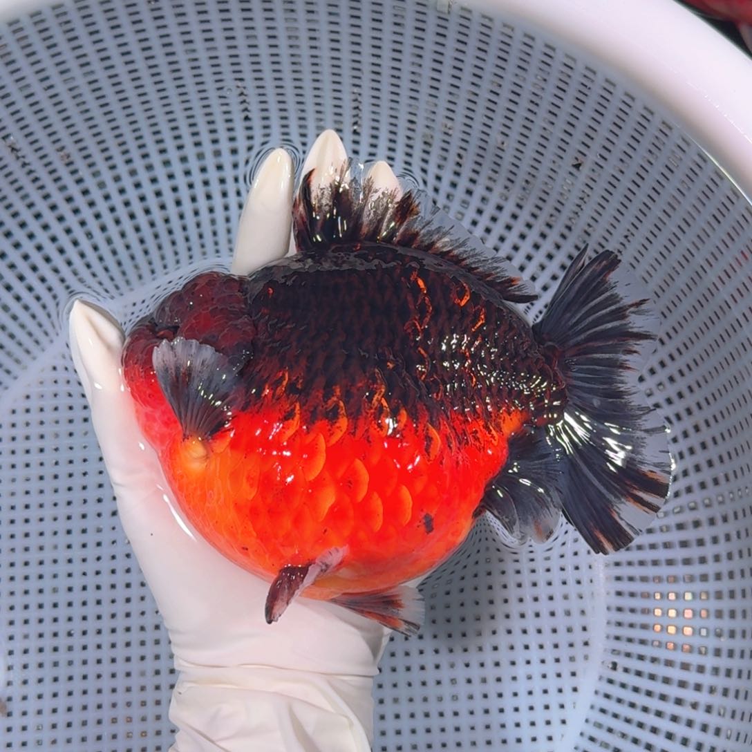 金鱼类不分公母17