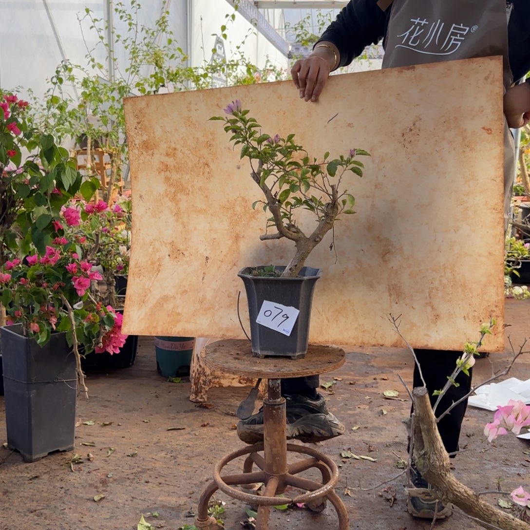 大部分开放少量花苞雪紫 079带盆