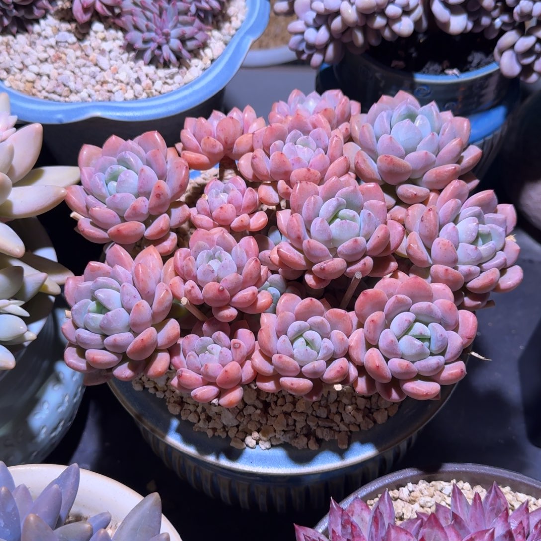 白鹭 群生 一物一拍