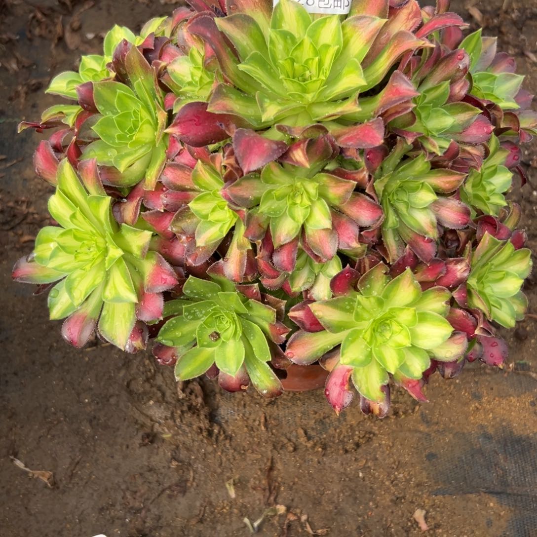 716多肉植物  韶华   