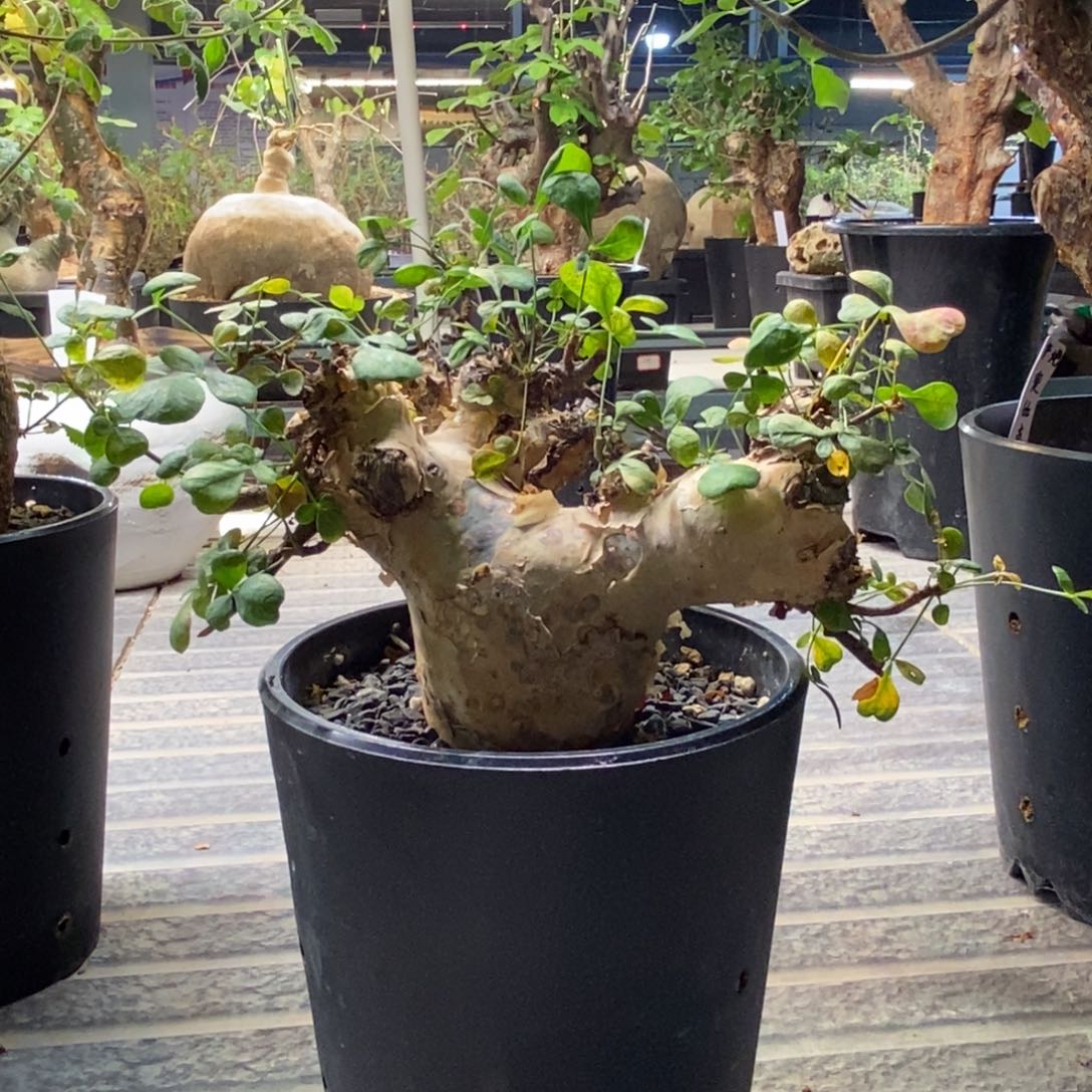 随***海正白皮卡塔夫产地熟桩