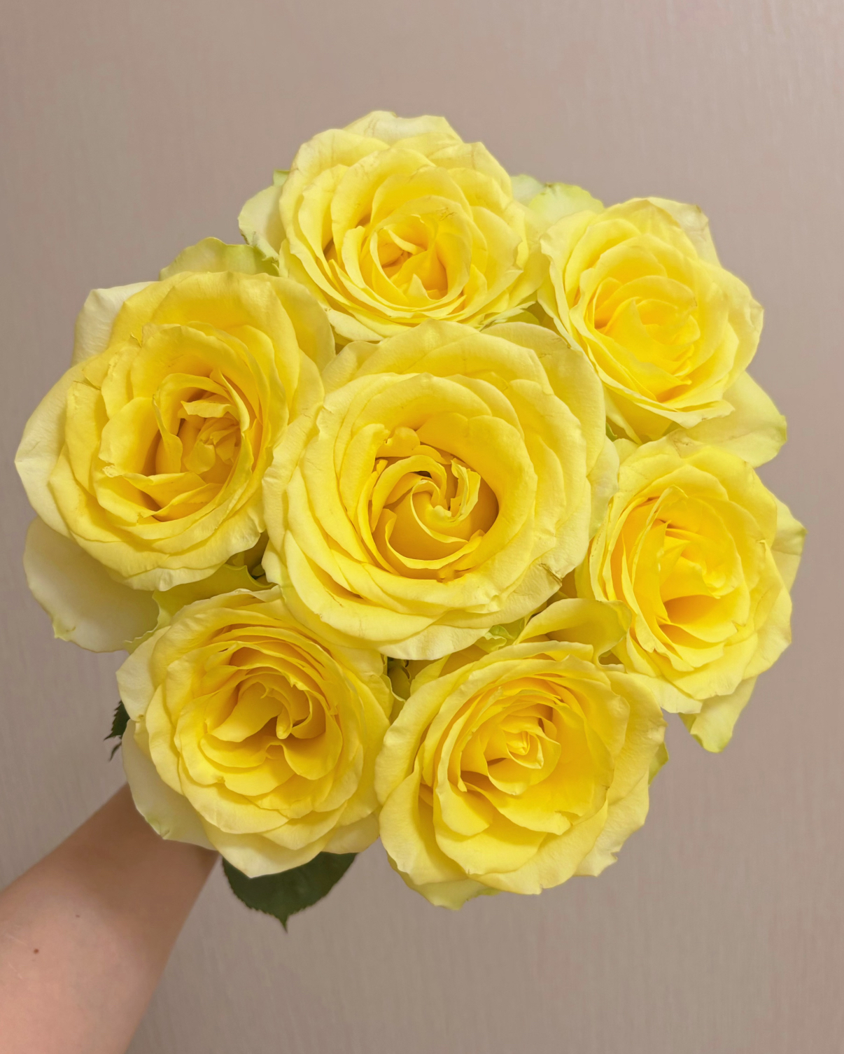 浪漫沙滩花苞大-单头玫瑰（一单补邮，两单包邮）鲜花