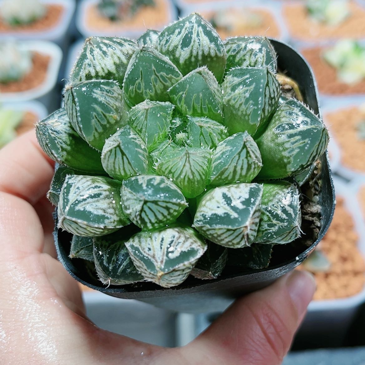 【闪购商品】楼兰玉露