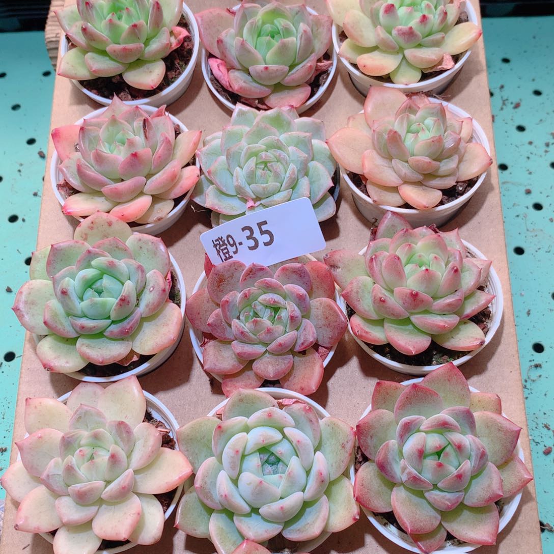 9-35一物一拍多肉带盆18颗