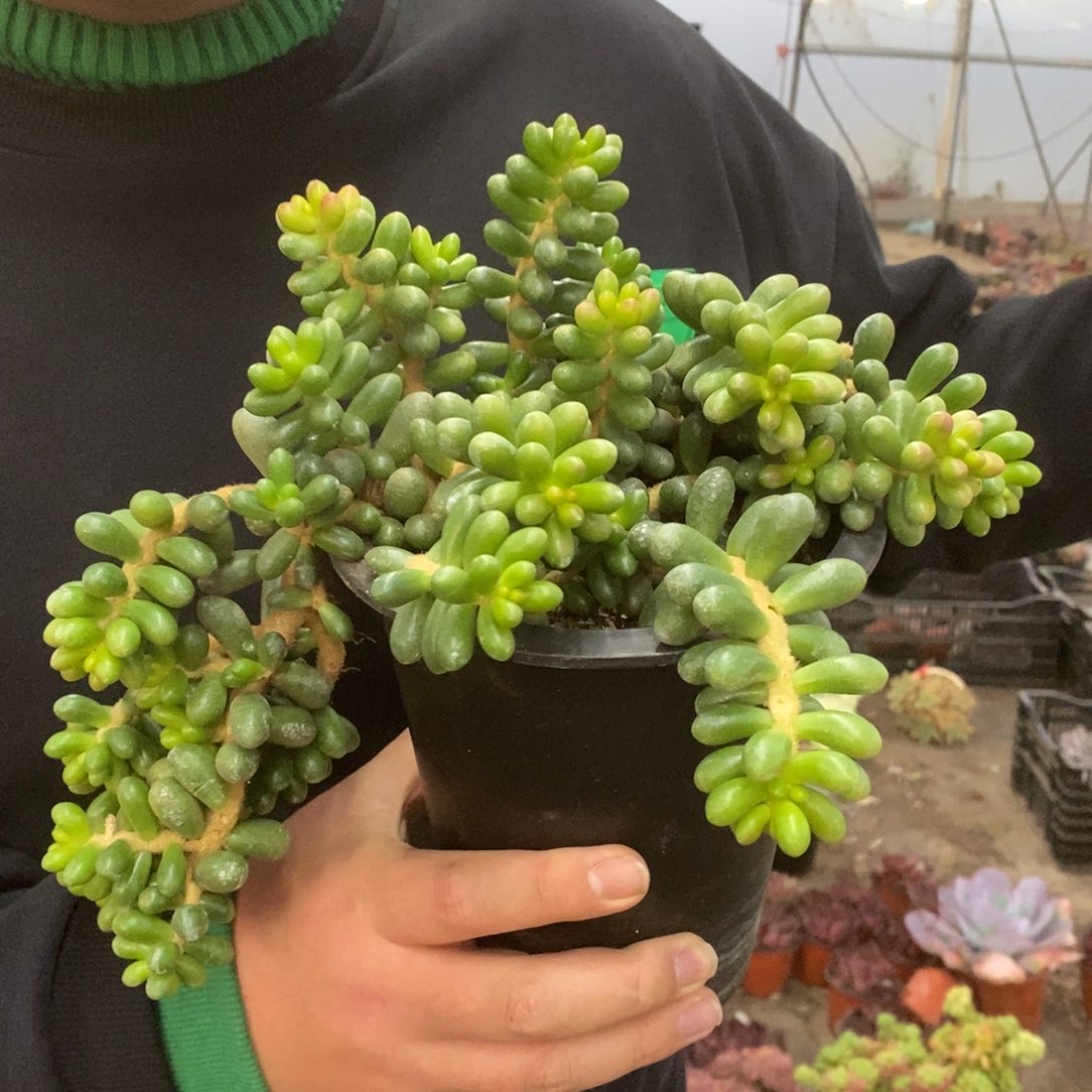 绿龟卵整桩无砍老桩