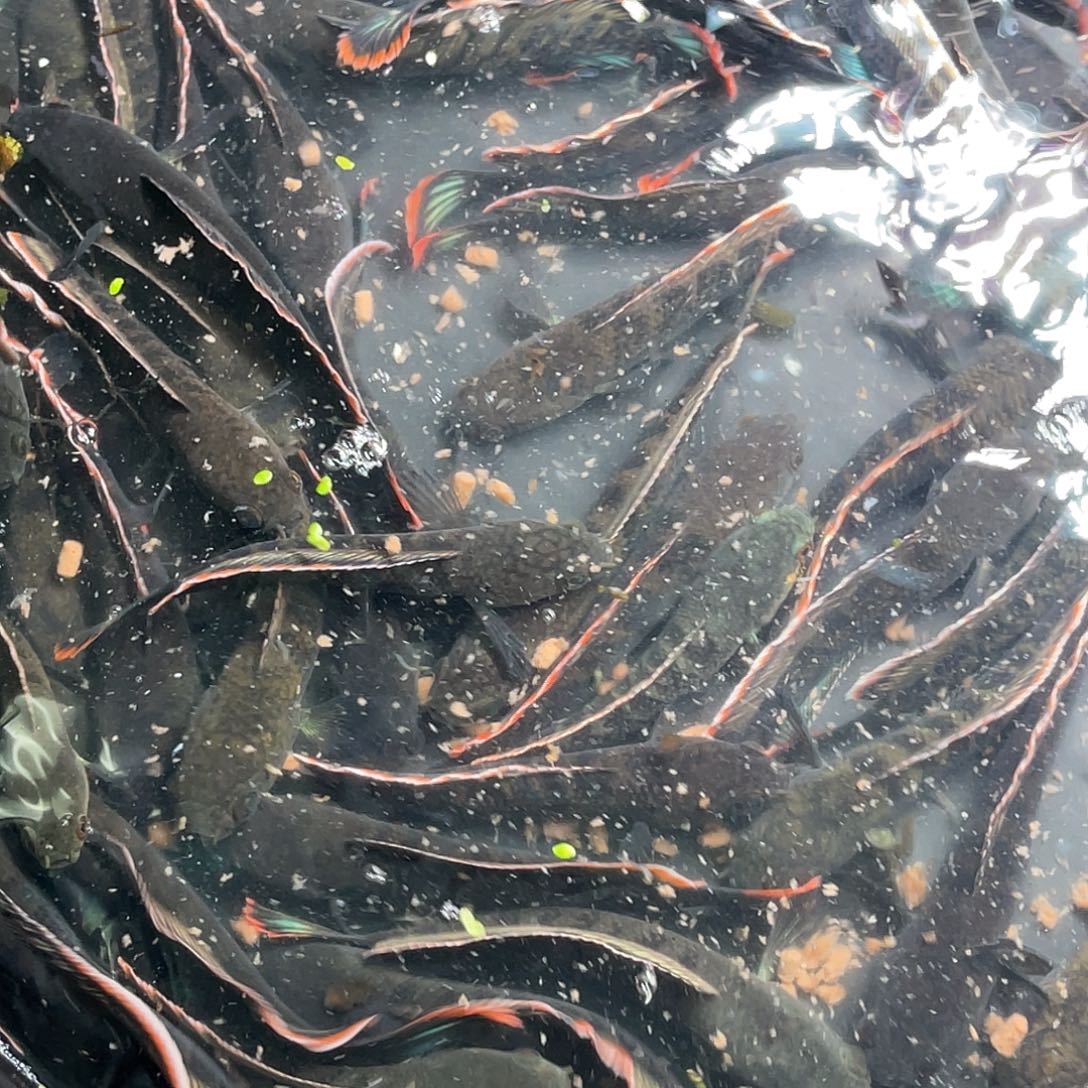 雷龙鱼精选鬼王雷龙1111