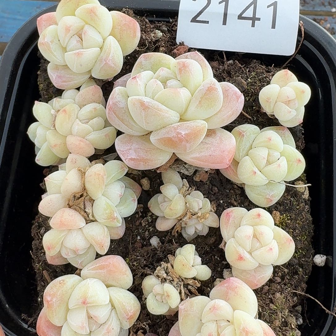 杂交新品珍妮多肉2141