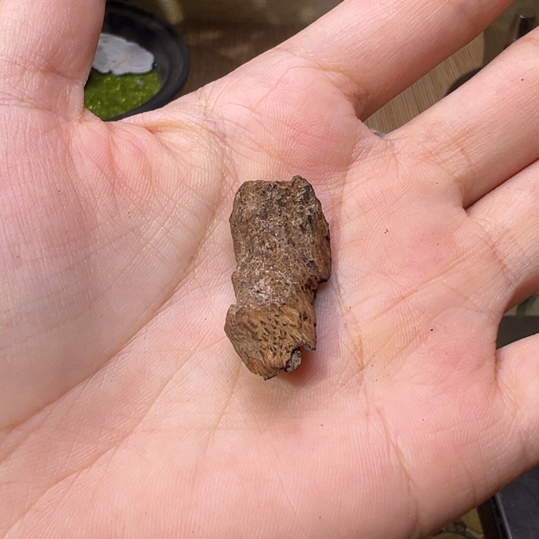 沉香碎屑沉香越南富森沉水红土香1.3克