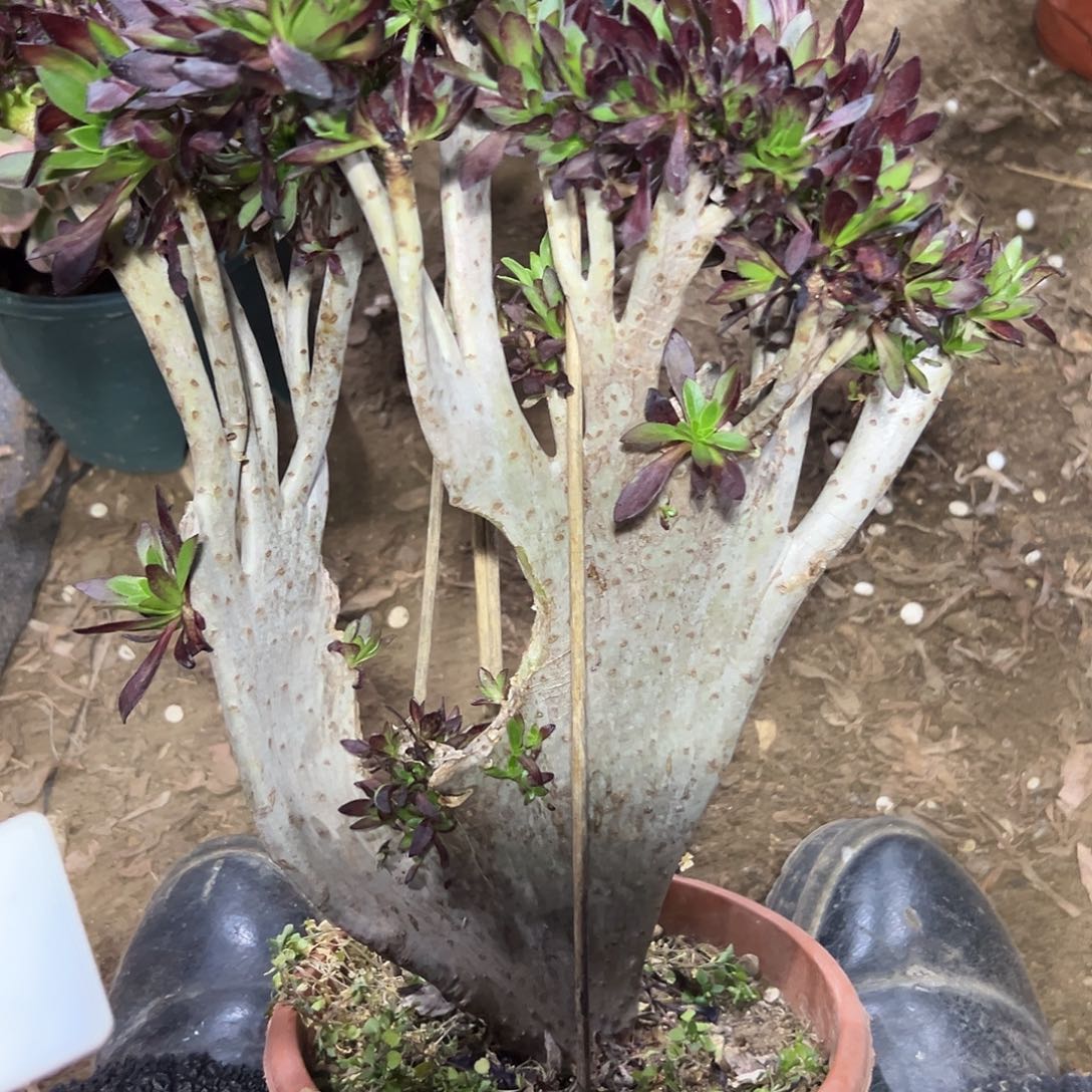 松***子多357肉植物黑法师缀花处理