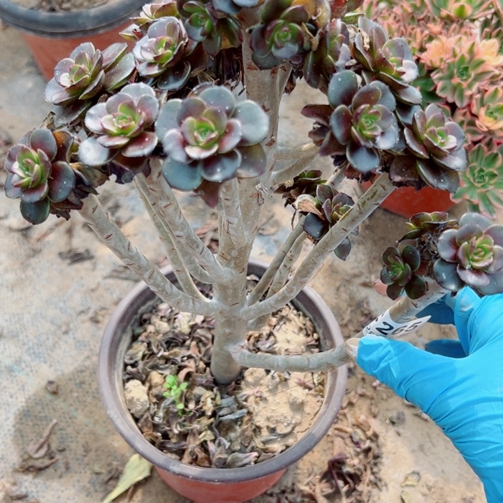 265灰豆多植物多肉