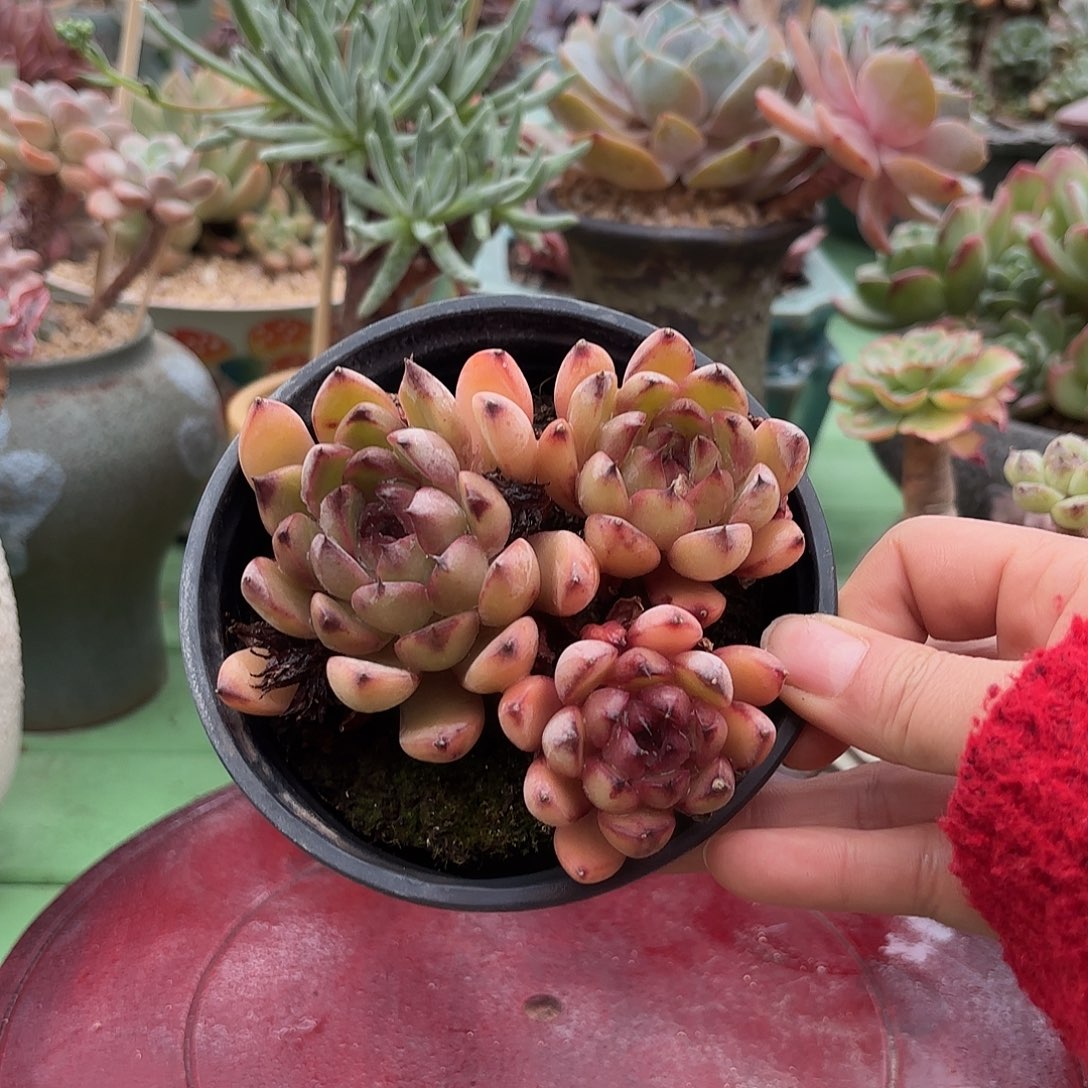 多肉植物啦啦啦啦