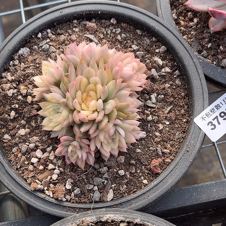 阿雅园艺。      3798女雏锦