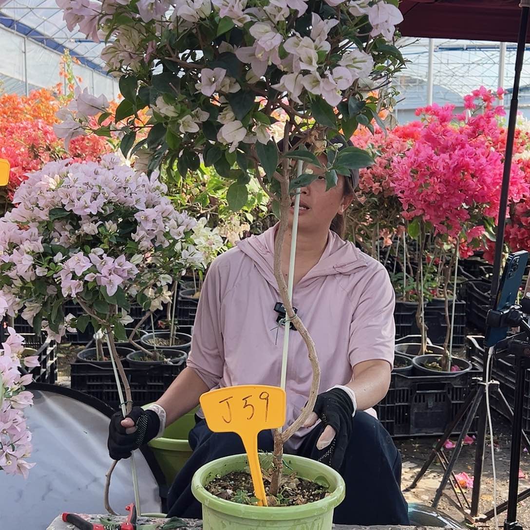 小***桥大部分花苞少量开放J59苹果花