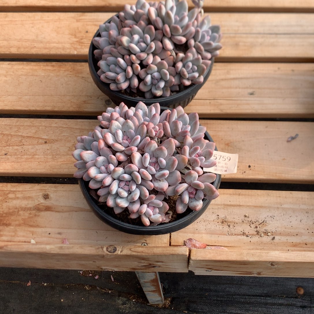 17厘米多头香水 无砍 两颗 5759