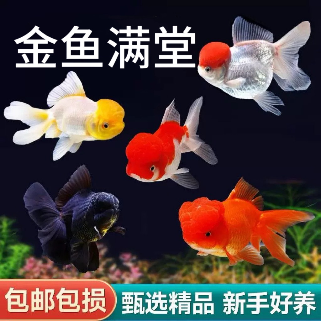 4-7厘米好养耐活鸿运当头观赏金鱼冷水活体狮子头龙睛丹顶红