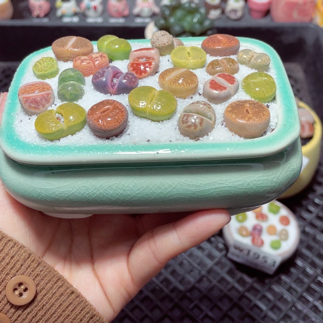 w1954 带盆土发货-零下地区拍保温箱