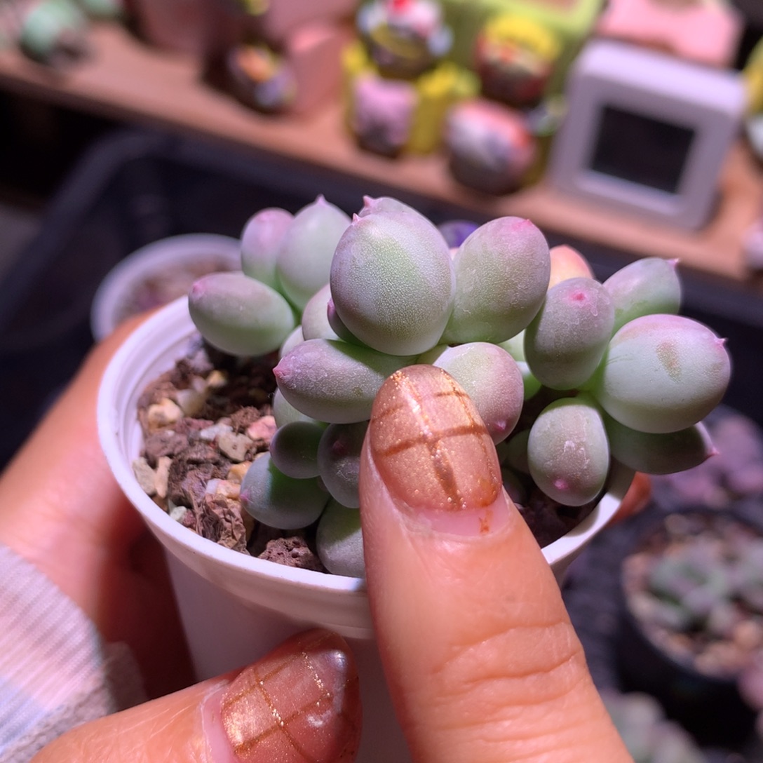 有锦红宝石苹果吗哦