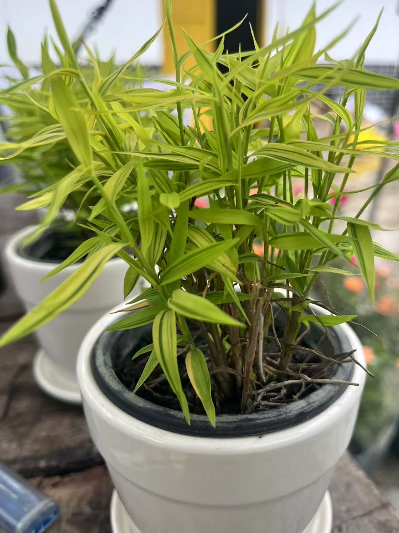 姬翠竹盆栽室内四季常青绿植可驱蚊