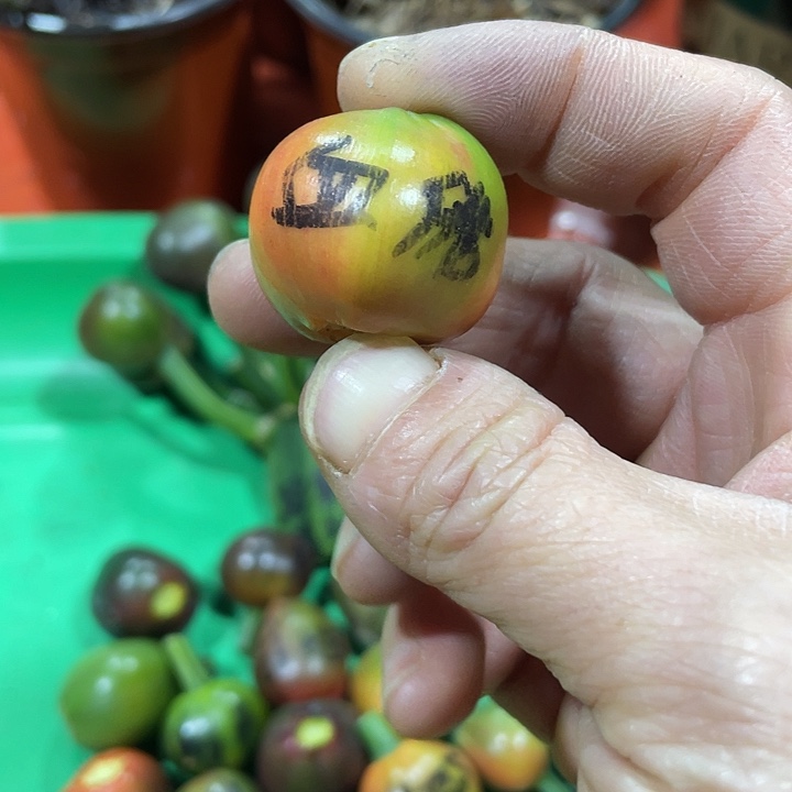 东***往完全开放君子兰四季开花稀释甲醛