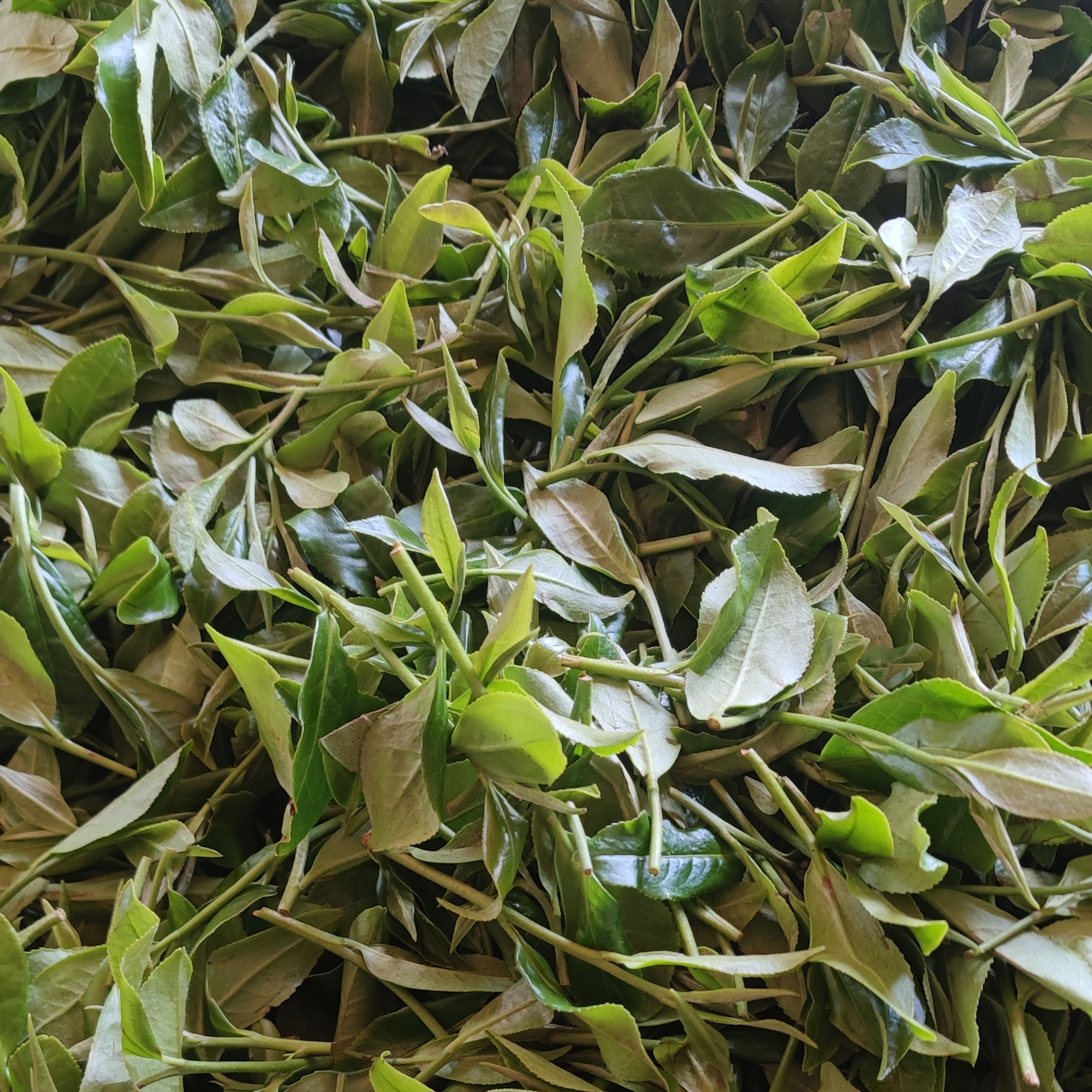 白露茶饼  2025年白露寿眉 高山白茶