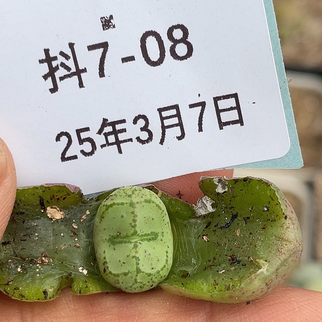 7-8猴多肉植物肉锥