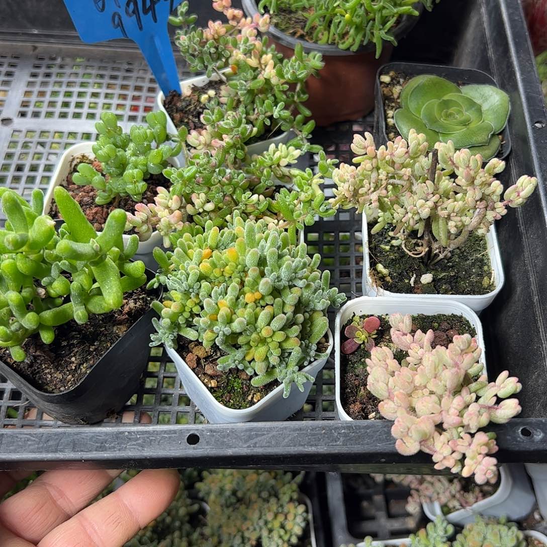 多肉套餐福利相册