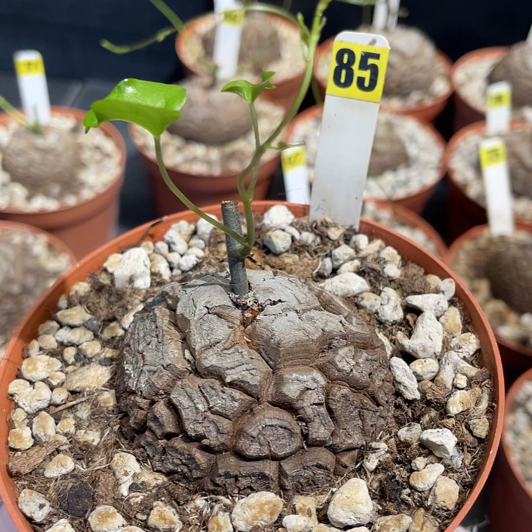 85号龟甲龙不退不换